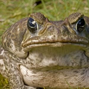 Marine / Cane Toad - Native to South and Central America - Produces toxic skin secretions from paratoid gland - Introduced to Australia and has reached pest proportions