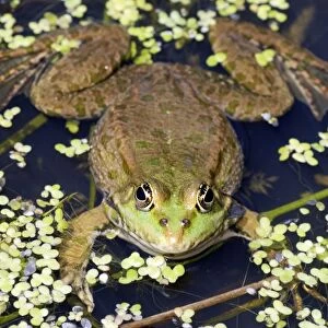 Marsh Frog - Europe