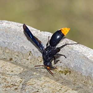 Mason Wasp - collecting water from birdbath for making mud for nest building. Occurs in eastern areas of southern Africa. Grahamstown, Eastern Cape, South Africa