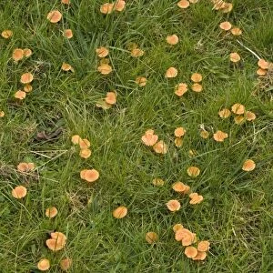 Mass of waxcaps in old unfertilised grassland; autumn