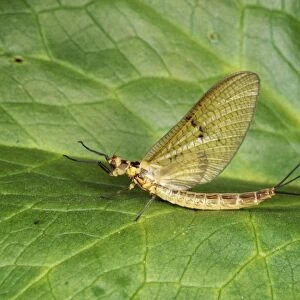 Mayfly SPH 2389 Garden pond UK (Ephemeroptera) Ephemera dancia © Steve Hopkin / ARDEA LONDON