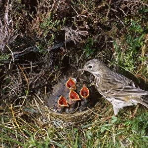 Meadow Pipit - at nest with hungry chicks