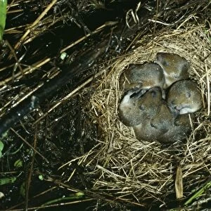 Meadow Vole Nest of young, B. C