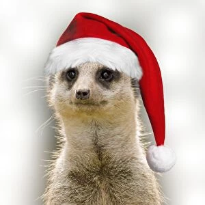 Meerkat - wearing Christmas hat Digital Manipulation: Hat (Su) and B/G