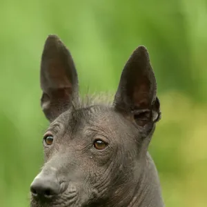 Mexican Hairless Dog - Close up of head