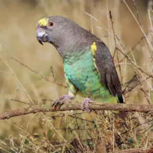 Meyer's Parrot