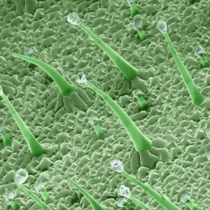Leaf Hairs Print - Dicot Plant with Gutation Water Droplets Leaf Hairs Print - Dicot Plant with Gutation Water Droplets