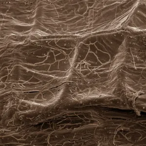 Mycorrhiza Fungus in Plant Root Print (A4, 29.7 cm wide) Mycorrhiza Fungus in Plant Root Print (A4, 29.7 cm wide)