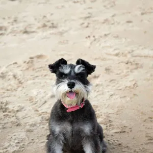 Terrier Canvas Print Collection: Related Images