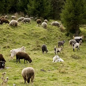 Mixed flock of sheep and goats with guard / sheep dogs - in the Barsa Fierului valley, Carpathians, Romania