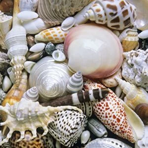 Mixed South Sea Shells