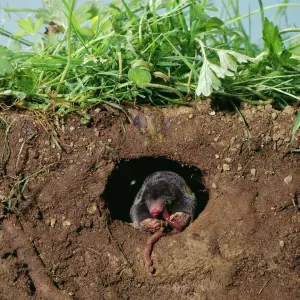 European Mole Eating Worm Underground Print JD-13175 European Mole Eating Worm Underground Print JD-13175