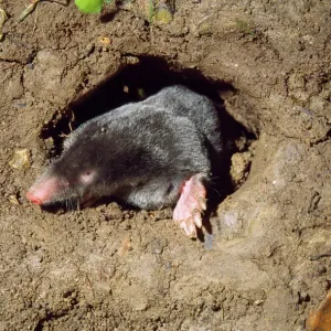 Talpa europaea Print - Underground Mole JD-13173 Talpa europaea Print - Underground Mole JD-13173