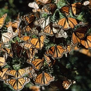 Monarch / Wanderer / Milkweed Butterfly - wintering Michoacan, Mexico
