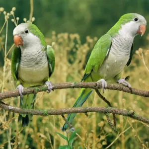 Monk Parakeet Print AP-1604 by Dennis Art Prints, Posters