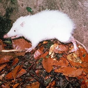 Moon Rat Sepilok Forest Borneo