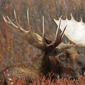 Moose - Bull, Wyoming, USA
