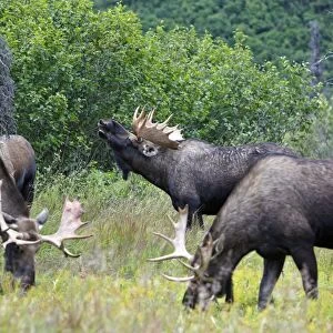 Moose - males - Alaska