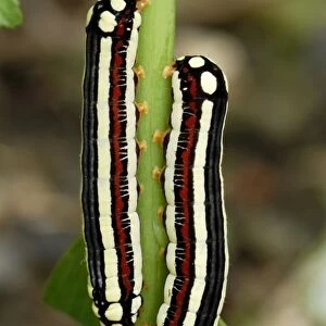 Moth caterpillars - ColUn - Departamento Putumayo - Colombia