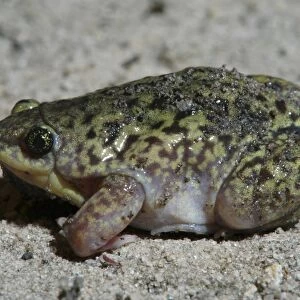 Mottled Shovel-nosed Frog - Close up Botswana Africa