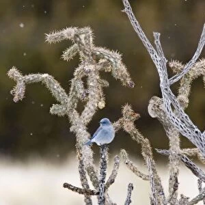 Mountain Bluebird - in winter. New Mexico in January