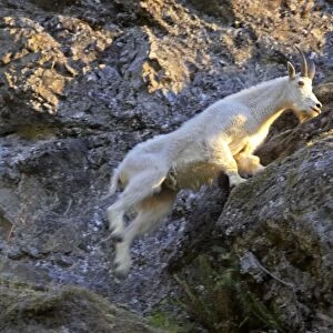 Mountain Goat - Leaping across cliff face Olympic National Park, Washington State, USA MA000374