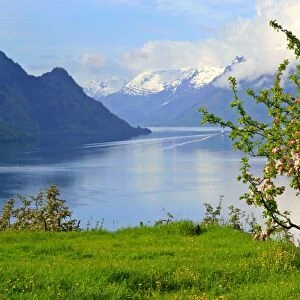 Mountain scenery stunning view of snow-covered mountains, fjord and flowering apple trees in spring Lofthus, Sognefjord, Westnorway, Norway