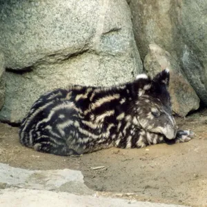 Mountain Tapir Print Mountain Tapir Print