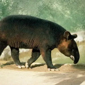 Mountain Tapir Print - Tapirus pinchaque Mountain Tapir Print - Tapirus pinchaque