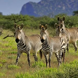 Mountain Zebra herd in savanna Namibia, Africa