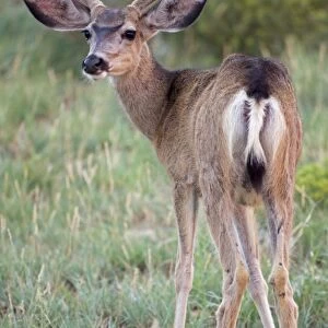 Mule Deer - Buck in velvet - Arizona - USA