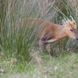 Muntjac Deer - buck - Cornwall - UK