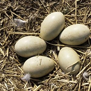 Mute Swan Eggs on nest - Abbotsbury