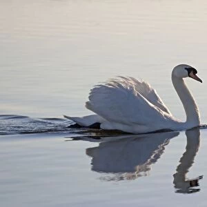Mute Swan - With reflection on water Hickling Broad Norfolk UK