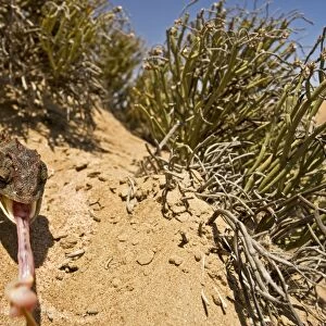 Namaqua Chameleon - With tongue fully extended - Namib Desert - Namibia - Africa