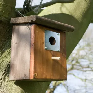 Nesting Box Print - Bluetits on Beech Tree, Cotswolds UK