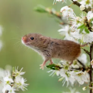 Harvest Mouse Print on Blackthorn Blossom Harvest Mouse Print on Blackthorn Blossom