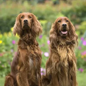 Print of Two Irish Red Setter Dogs Outdoors Print of Two Irish Red Setter Dogs Outdoors