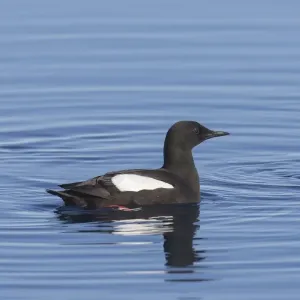Black Guillemot Print - Svalbard Norway Black Guillemot Print - Svalbard Norway