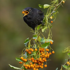 Blackbird Print - Cornwall Bird Portrait Blackbird Print - Cornwall Bird Portrait