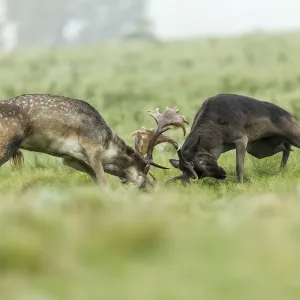 Fallow Deer Rutting Print Fallow Deer Rutting Print