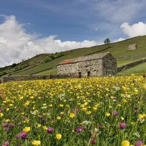 Meadow Landscape Print - Yorkshire Dales UK Meadow Landscape Print - Yorkshire Dales UK