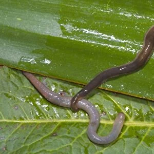 New Zealand Flatworm catching an earthworm Introduced to UK from New Zealand in early 1960s Up to 20 cm in length Now common in Scotland