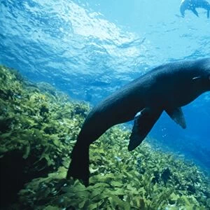 New Zealand Fur Seal Underwater, S. Australia