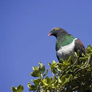 New Zealand Native Pigeon. Kapiti island near Wellington New Zealand