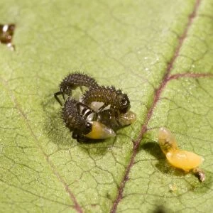 Newly hatched Harelequin Ladybird larvae feeding on unhatched eggs. UK