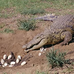 Nile Crocodile - With eggs and babies in hollow