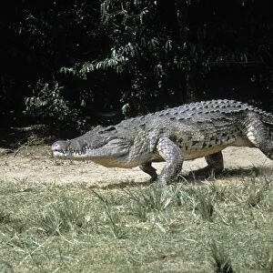 Nile Crocodile - walking on sandbank - Murchison Falls - Uganda - Africa