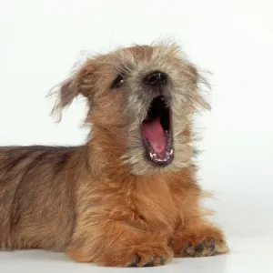 Norfolk Terrier Dog Puppy, singing