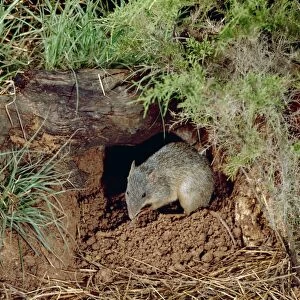Northern Brown Bandicoot - By hole in ground - Northern New South Wales, Austsralia JPF04346